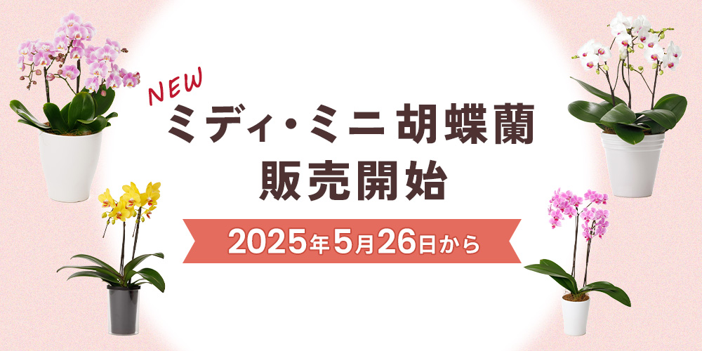 【新商品】ミディ・ミニ胡蝶蘭販売開始！｜胡蝶蘭専門サイトフラワースミスギフト