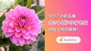 ダリアの新品種「ホットピンクオセロ」を四社で共同開発