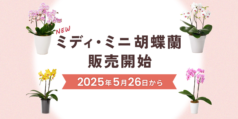 【新商品】ミディ・ミニ胡蝶蘭販売開始！｜胡蝶蘭専門サイトフラワースミスギフト